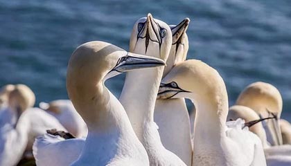 bob半岛体育官网-仅有3队有意接盘韦少:投奔乔丹或与沃尔互换东家?