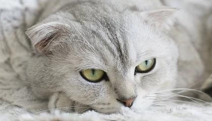 bob半岛体育平台-旁观苏宁:1个中超新时代的符号 推翻烧钱的起义者