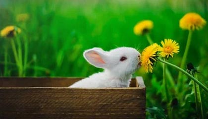 bob半岛体育官网-直面篮网全新体系！杜兰特欧文组合不轻松